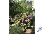 Apartamenty Sunana Dalmacija - Biograd Chorwacja