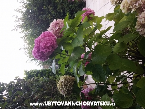 Apartmani Katarina - Novi Vinodolski Hrvatska