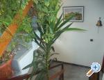 Apartmány Dragica Pedisic - ostrov Pašman Chorvatsko