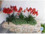 Apartments Villa Mira Mark - Rogoznica Croatia