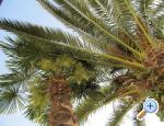 Apartman Antea