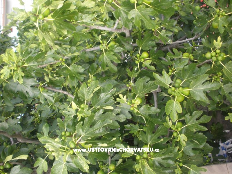 Smokva kom smokva kom