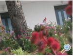 Ana Appartements - Baka Voda Croatie