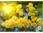 Ferienwohnungen Mimoza - Baka Voda Kroatien