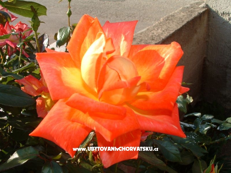 Appartements Želo – Ferienwohnung Betina, Kroatien – Foto 4