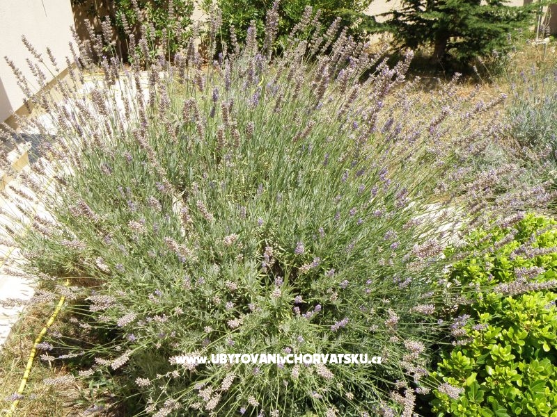 Vila Moli Ferienwohnungen – Ferienwohnung Bibinje, Kroatien – Foto 8