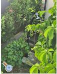 Apartmn Mare - prvi red uz more - Biograd Chorvatsko