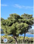 Villa D&amp;J - Biograd Kroatien