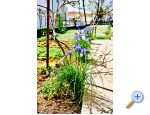 Appartements Grci - Biograd Kroatien