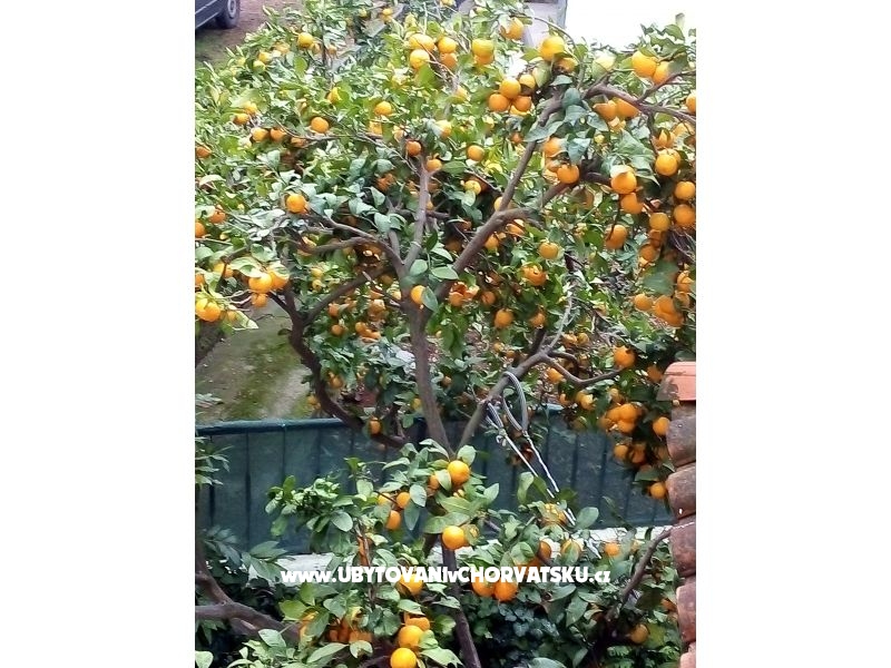 Appartements Mitja – Ferienwohnung Biograd am meer, Kroatien – Foto 15