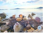 Kakma - Biograd Kroatien