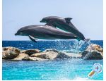 Royal R mobile home - Biograd Chorvatsko