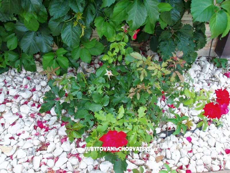 Villa Toni – Ferienwohnung Biograd am meer, Kroatien – Foto 15