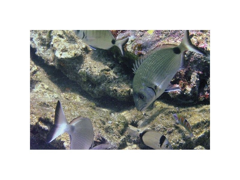 Apartmány Mario – ubytování Blato – Korčula, Chorvatsko – foto 10