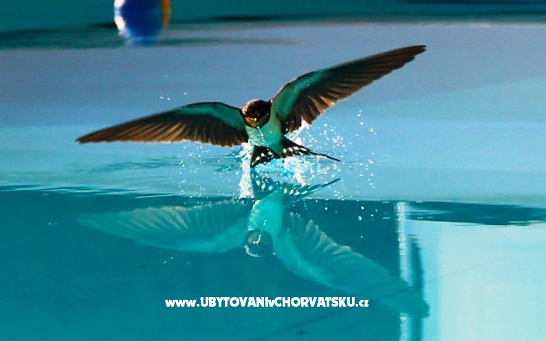 Villa Dora – ubytování Blato – Korčula, Chorvatsko – foto 7