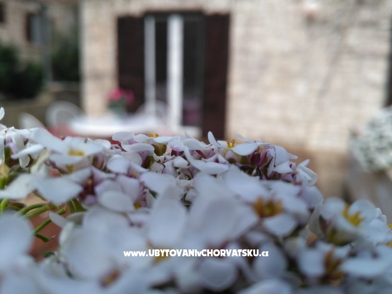 Appartements Tomislav – Ferienwohnung Insel Brac, Kroatien – Foto 1