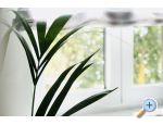 Apartmny Tonika - Bra Chorvatsko