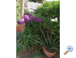 Apartmaji Vesna - Bra Hrvaka