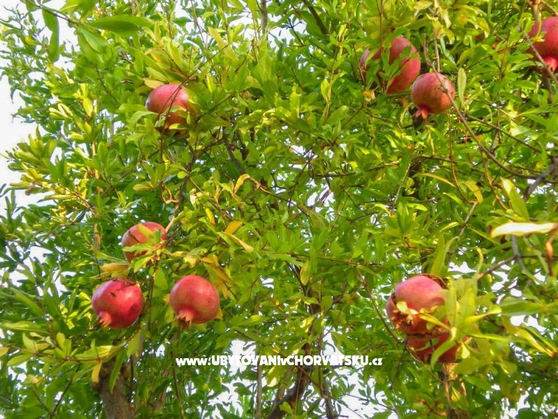 Villa PINA - Selca – Ferienwohnung Insel Brac, Kroatien – Foto 14