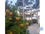 Accommodation Leon - Brela Chorvatsko