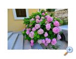 Apartmny Perla - Brela Chorvatsko