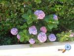 Apartmn Renata - Brela Chorvatsko