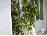 Appartements Orbani - Cres Kroatien