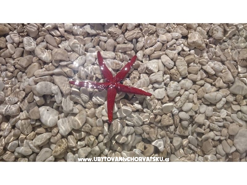 Vacation house Delić – Ferienwohnung Dugi Rat, Kroatien – Foto 1