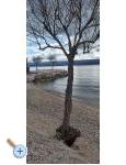 Apartmaji Anita &amp; Mateo - Dugi Rat Hrvaka