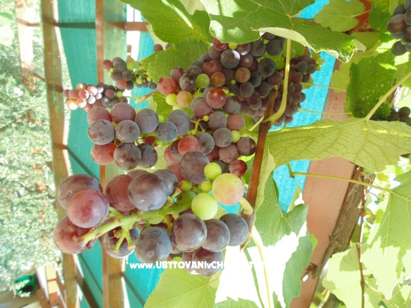 Appartements Josipović – Ferienwohnung Fazana, Kroatien – Foto 6