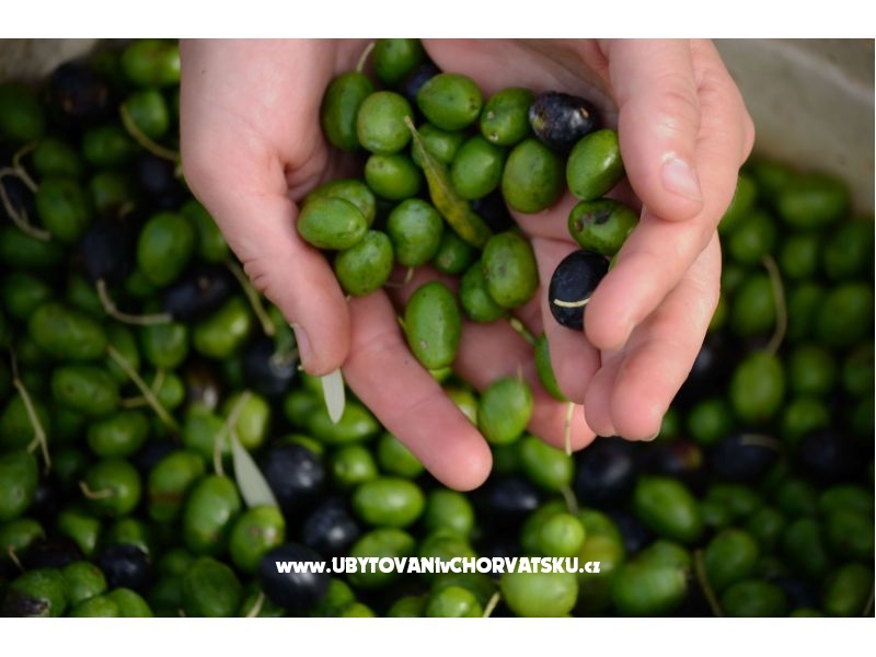 Ferienwohnungen Skoravic – Ferienwohnung Fazana, Kroatien – Foto 14