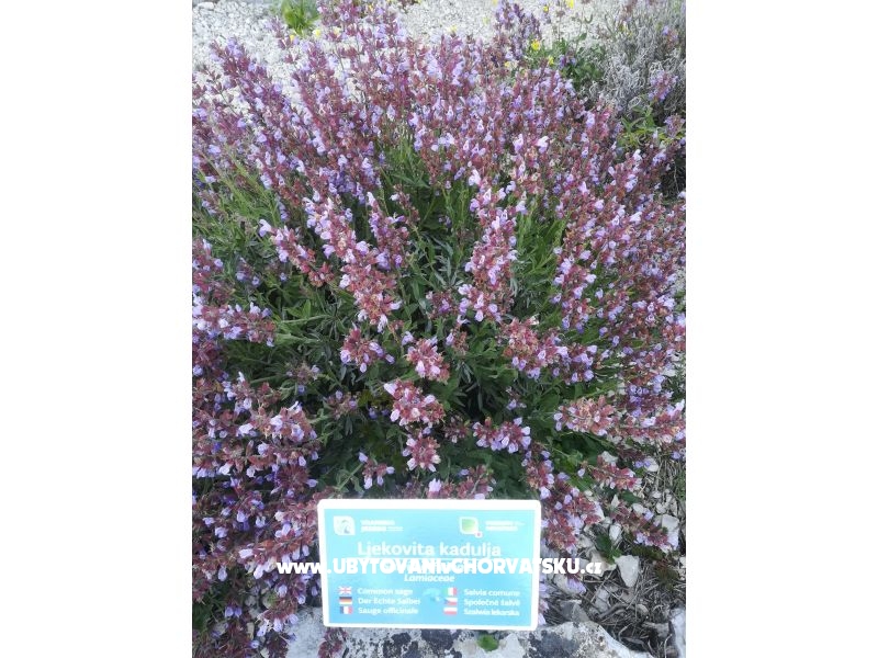 Appartements Colić – Ferienwohnung Sv. Filip i Jakov, Kroatien – Foto 13