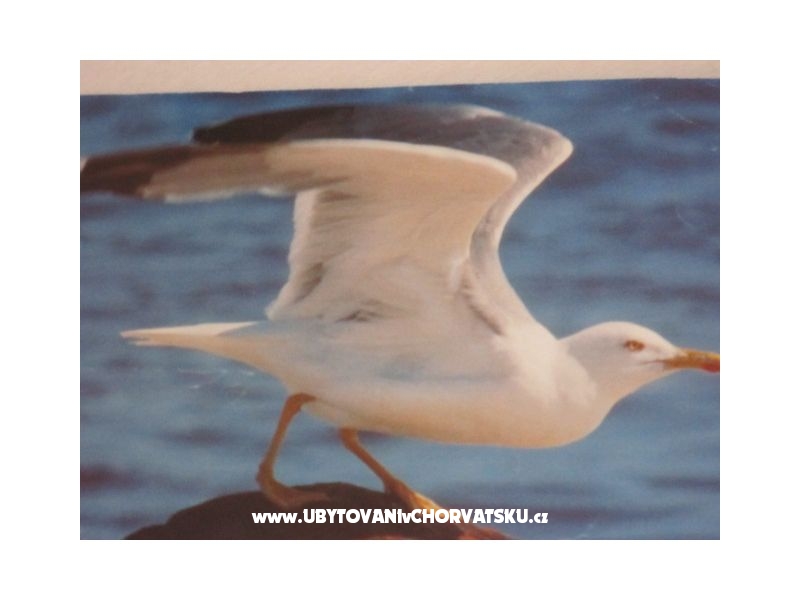 Ferienwohnungen Pedišić – Ferienwohnung Sv. Filip i Jakov, Kroatien – Foto 17