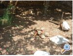 Apartments Ivana - Gradac  Podaca Croatia