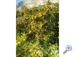 Apartments Ivana - Gradac  Podaca Croatia