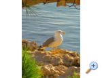 Apartments Ivana - Gradac  Podaca Croatia