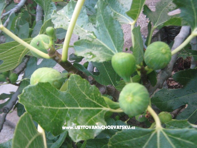 Appartement Visko – Ferienwohnung Gradac – Podaca, Kroatien – Foto 10