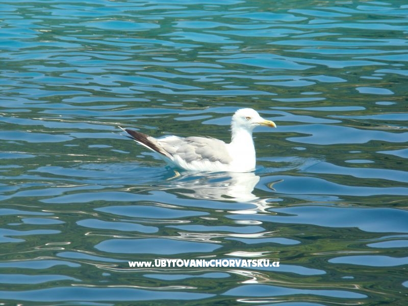 Ferienwohnungen Ivee – Ferienwohnung Gradac – Podaca, Kroatien – Foto 8