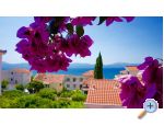 Apartmaji Jerkovi Gradac - Gradac  Podaca Hrvaka