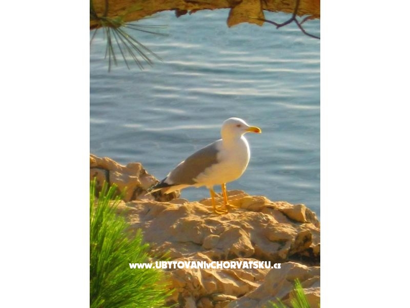 Appartements Dunja – Ferienwohnung Gradac – Podaca, Kroatien – Foto 11