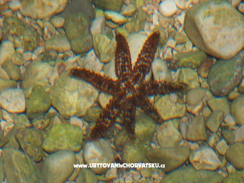 Appartements Anja – Ferienwohnung Insel Hvar, Kroatien – Foto 11