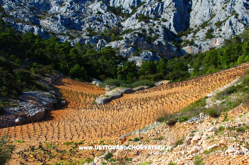Ferienwohnungen Floris Ivan Dolac – Ferienwohnung Insel Hvar, Kroatien – Foto 16