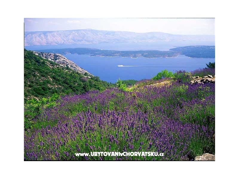 Appartement Smokva - Villa Tudor – Ferienwohnung Insel Hvar, Kroatien – Foto 16