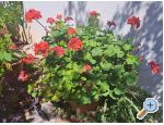 Appartements Bogovi - ostrov Hvar Croatie