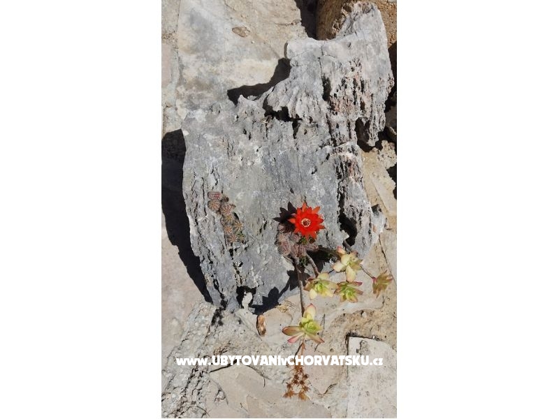 Kuća za odmor Rubinić – Ferienwohnung Insel Hvar, Kroatien – Foto 7