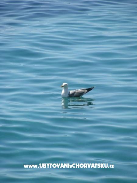 Vila Lila – ubytování ostrov Hvar, Chorvatsko – foto 15