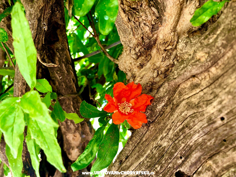 Apartmány Andja - Igrane Chorvatsko