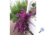 Appartements Lile - Igrane Croatie