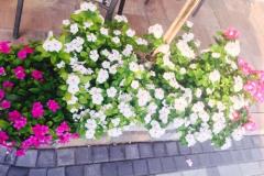 Apartmány Vesna Apartmán 3 – A3 foto 4