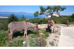 Villa Suzi Apartmán 1 foto 6